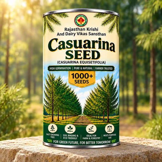 Casuarina Seed