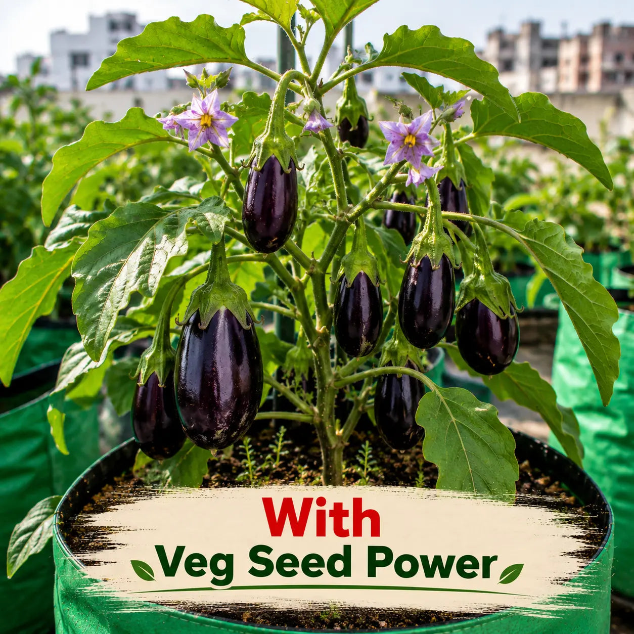 Plant Care Pack โ Available in 500g & 200g Sizes