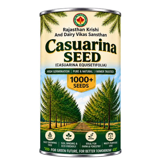 Casuarina Seed