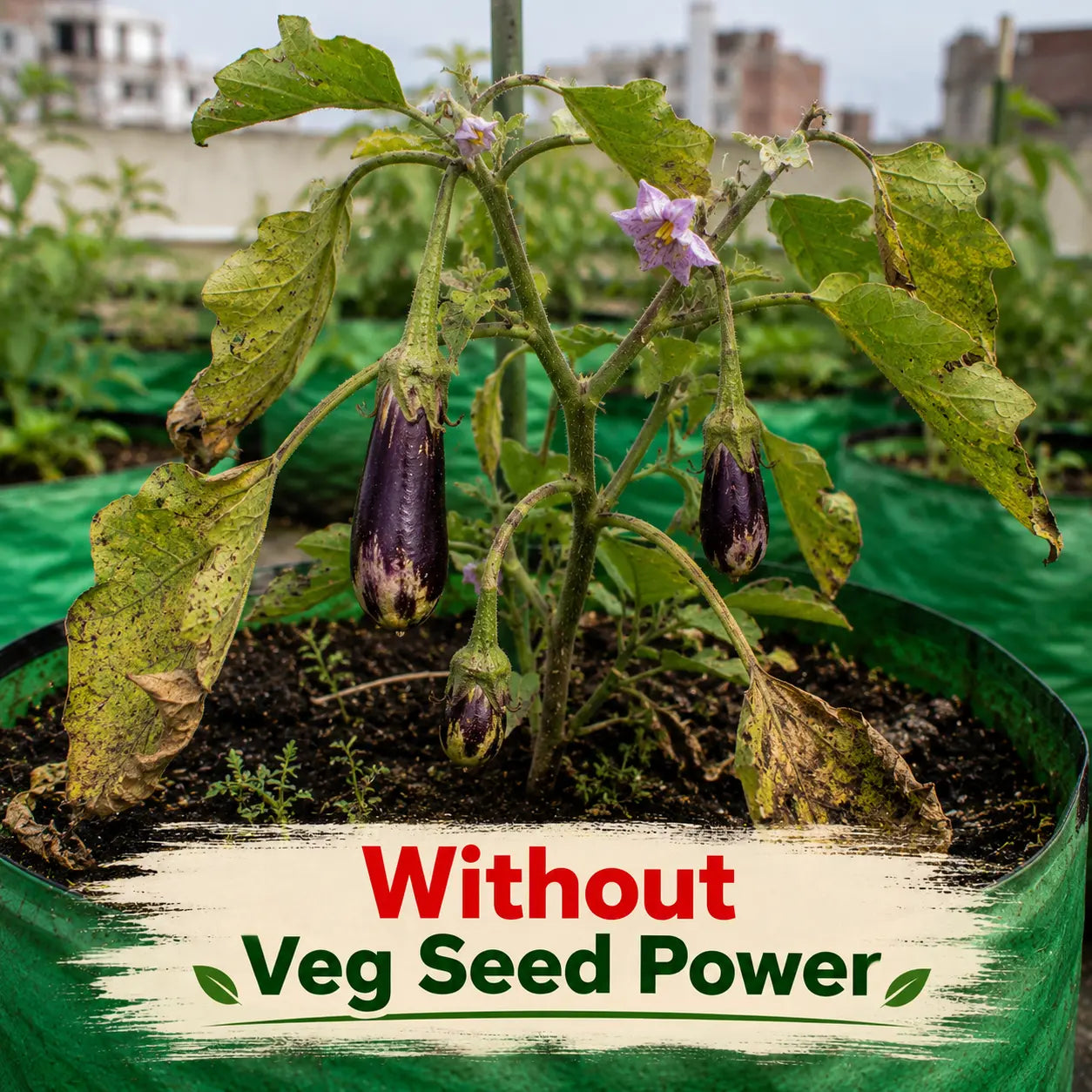 Plant Care Pack – Available in 500g & 200g Sizes