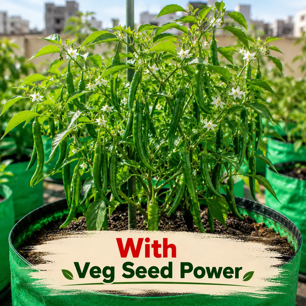 Veg Seed Power - Home Garden Seed Kit