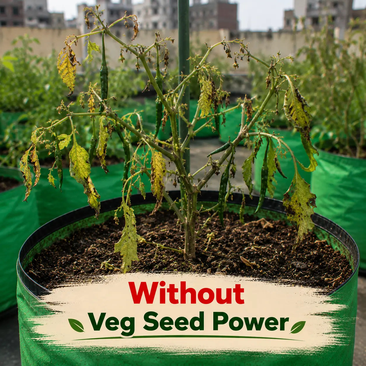 Veg Seed Power - Home Garden Seed Kit