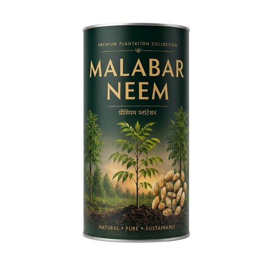 Malabar Neem Seeds