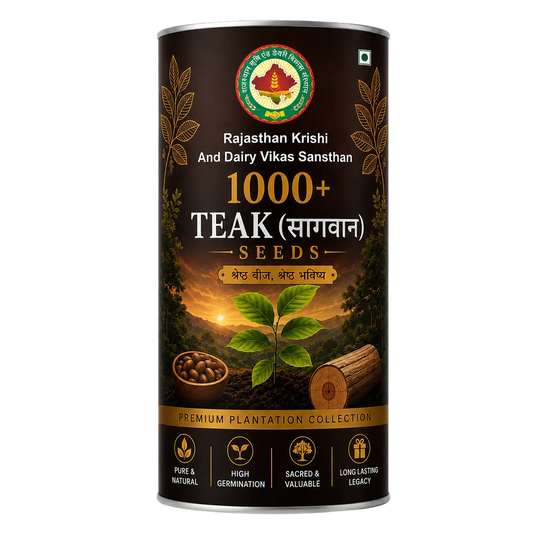 Teak Seeds