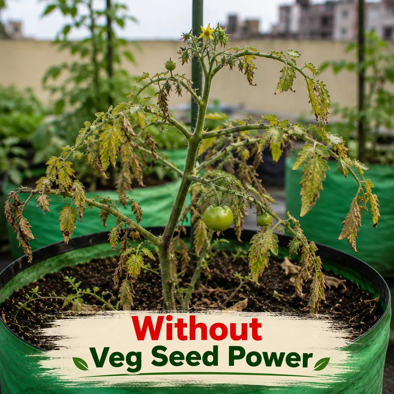 Veg Seed Power - Home Garden Seed Kit