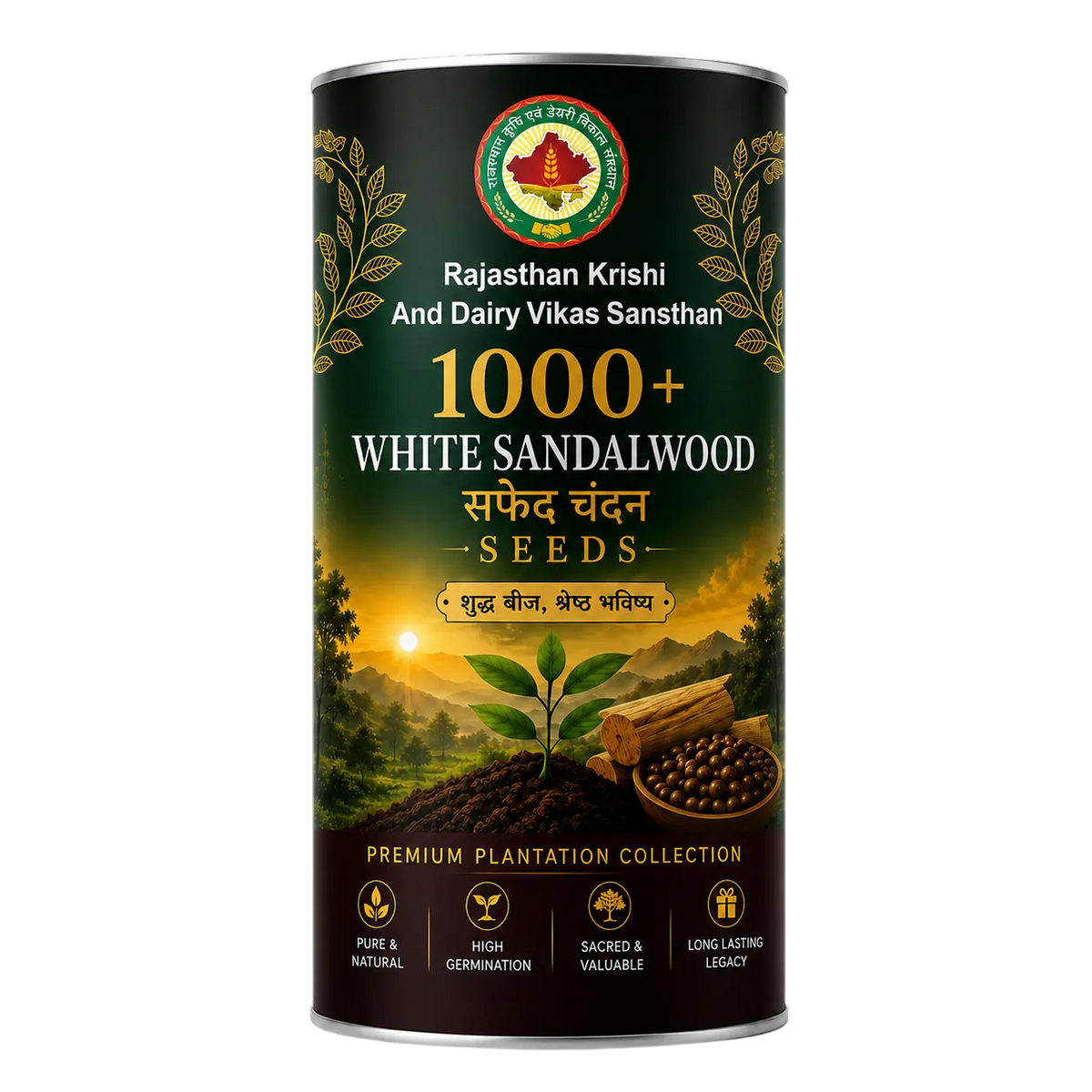 White Sandalwood Santalum Album seeds with Casuarina host plant - RKDVS