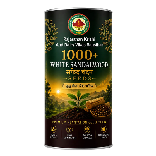 White Sandalwood Santalum Album seeds with Casuarina host plant - RKDVS