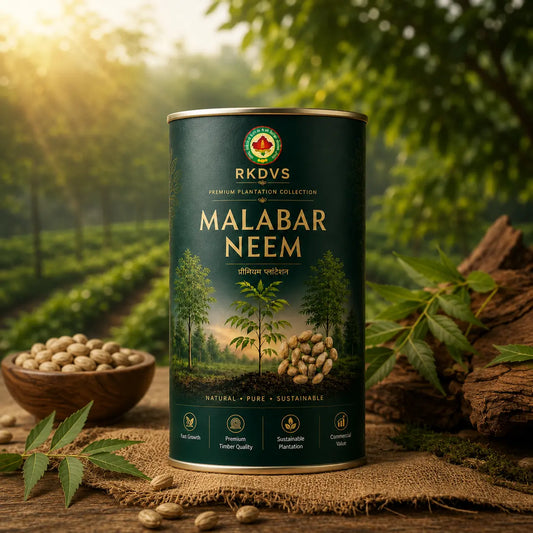 Malabar Neem Seeds